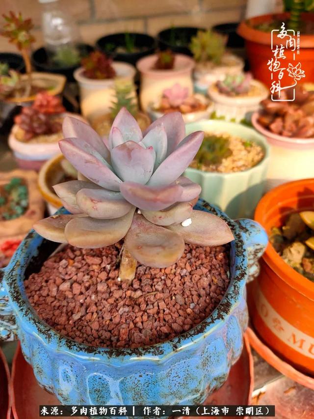 2024年10月12日今日绿沸石价格最新行情消息