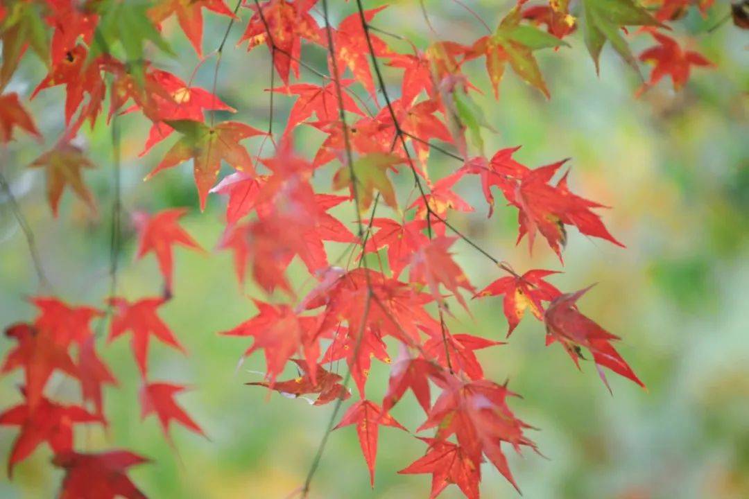 2024年12月22日今日绿沸石最新价格查询