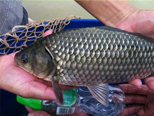 2025年1月22日贵阳盘螺价格行情今日报价查询