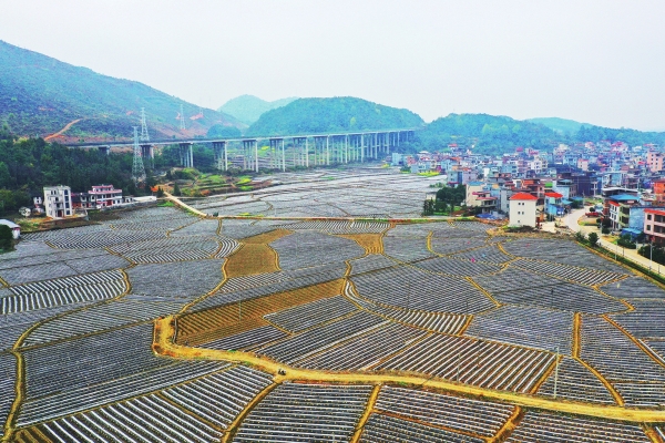 2025年3月14日今日温州盘螺最新价格查询