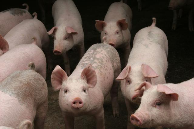 铜：短期供应偏紧难以逆转 风险或定价于远期