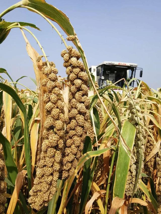 “科八条”发布一年 “试验田”绽放新质生产力之花