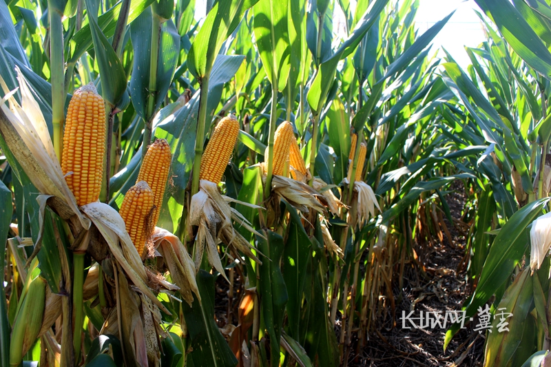 “科八条”发布一年 “试验田”绽放新质生产力之花
