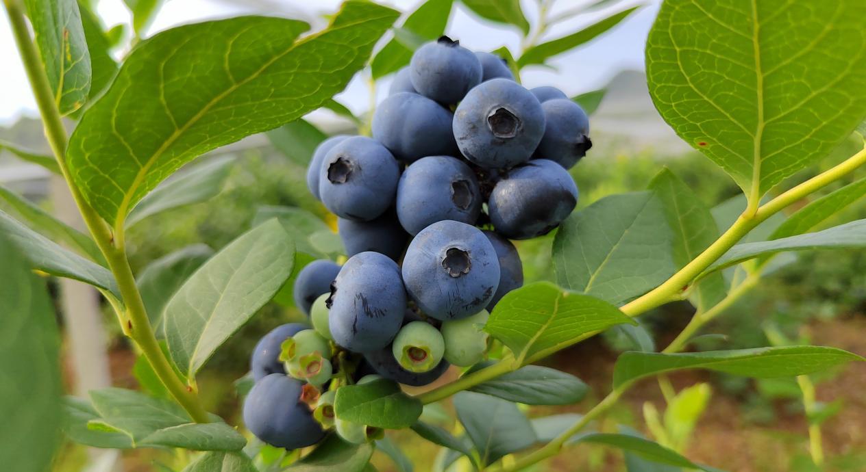 技术筑基+绿色转型 北交所上市公司多维谋发展